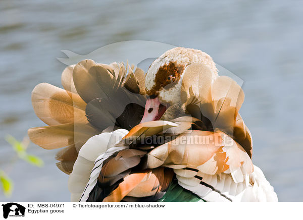 Egyptian goose / MBS-04971
