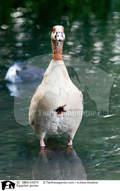 Egyptian goose / MBS-04974