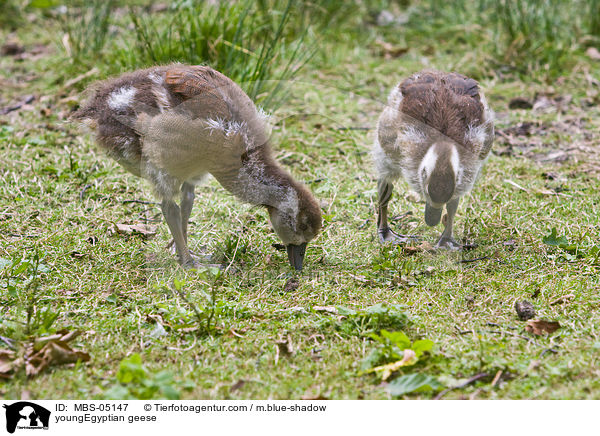 youngEgyptian geese / MBS-05147