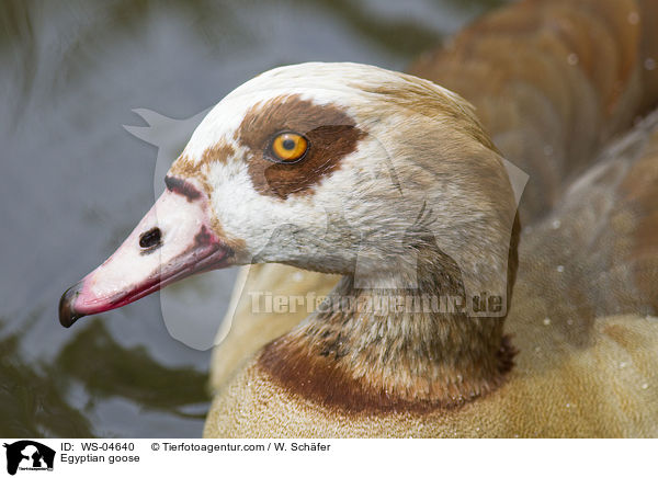 Egyptian goose / WS-04640