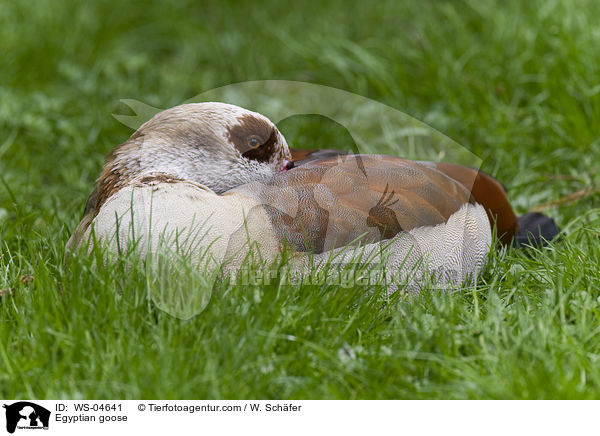 Egyptian goose / WS-04641