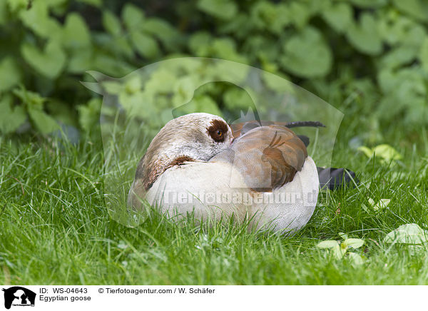 Egyptian goose / WS-04643