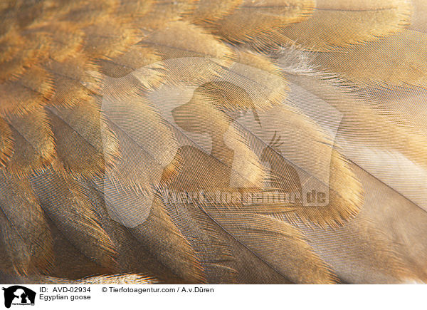 Egyptian goose / AVD-02934