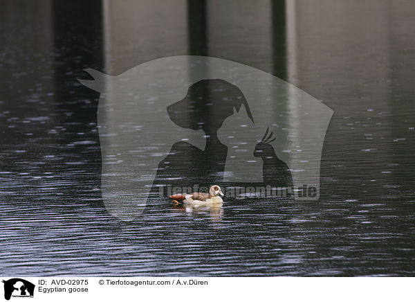 Egyptian goose / AVD-02975
