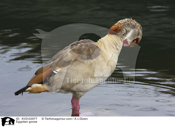 Egyptian goose / AVD-02977
