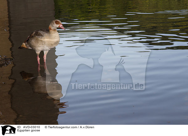 Egyptian goose / AVD-03010