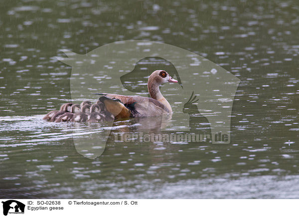 Egyptian geese / SO-02638
