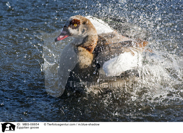 Nilgans / Egyptian goose / MBS-08854
