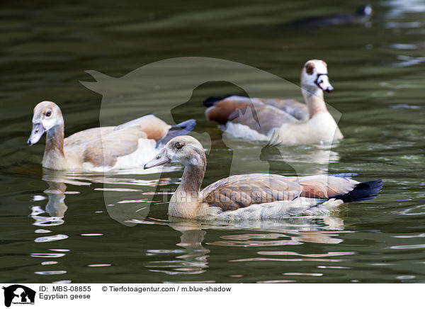 Nilgnse / Egyptian geese / MBS-08855