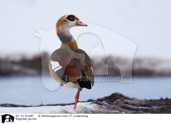Egyptian goose / FL-01887