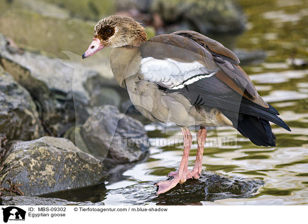 Egyptian goose / MBS-09302