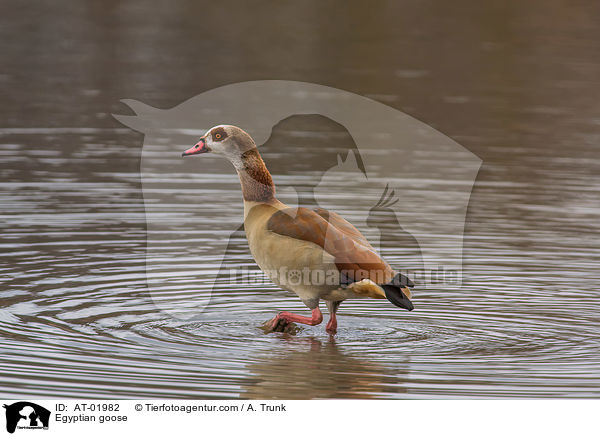 Egyptian goose / AT-01982