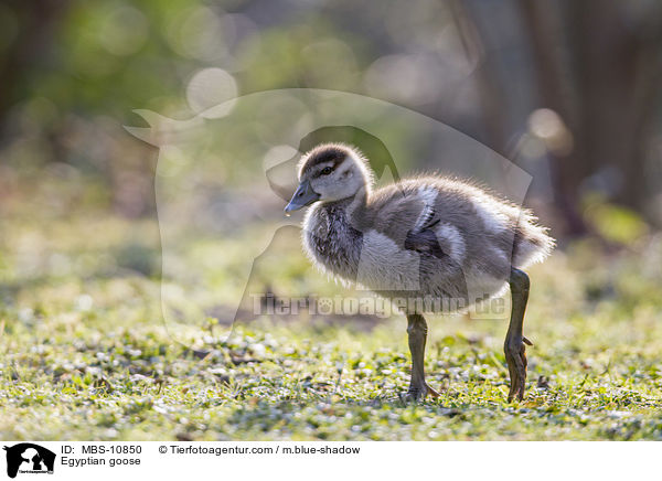 Nilgans / Egyptian goose / MBS-10850