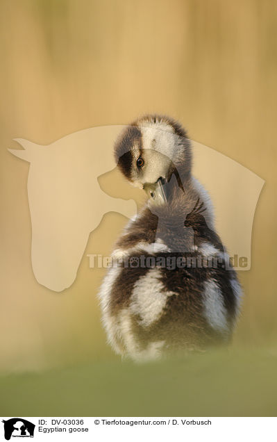 Egyptian goose / DV-03036
