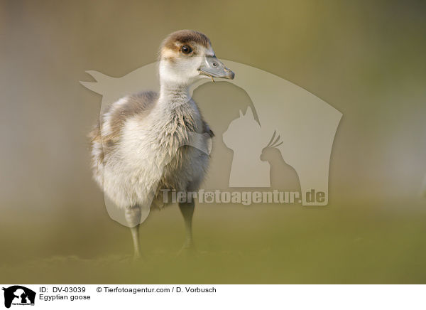 Egyptian goose / DV-03039