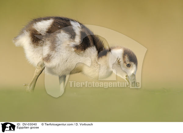 Egyptian goose / DV-03040