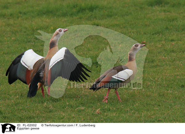 Egyptian geese / FL-02002