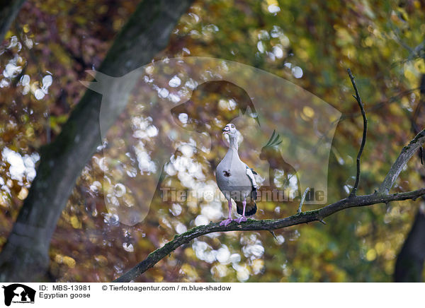 Nilgans / Egyptian goose / MBS-13981