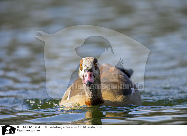 Egyptian goose / MBS-16704