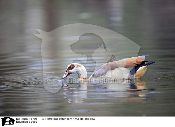 Egyptian goose / MBS-16705