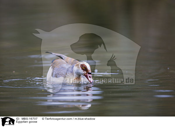 Egyptian goose / MBS-16707