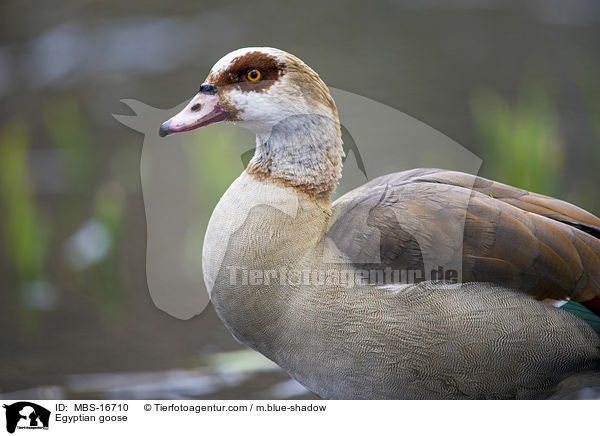 Egyptian goose / MBS-16710