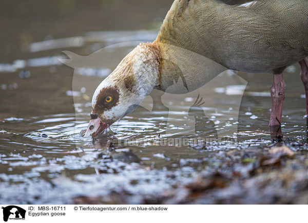 Egyptian goose / MBS-16711