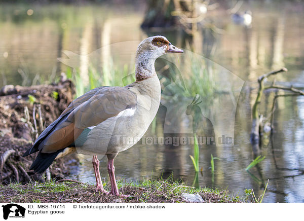 Egyptian goose / MBS-16714