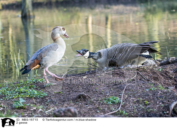 2 geese / MBS-16715