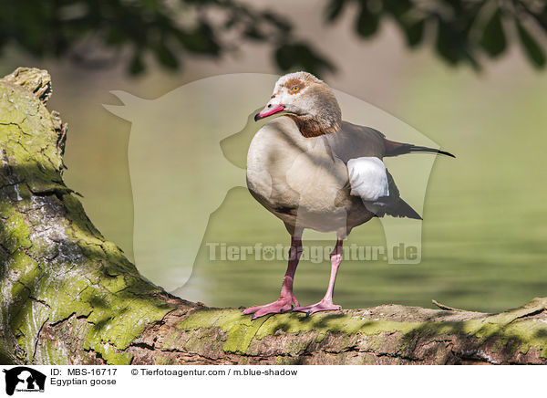 Egyptian goose / MBS-16717