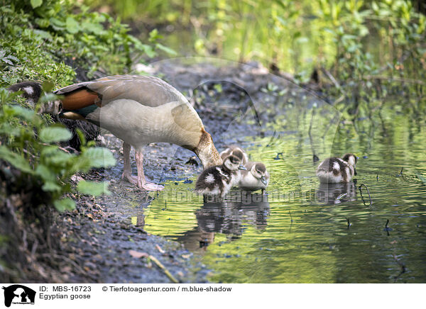Egyptian goose / MBS-16723