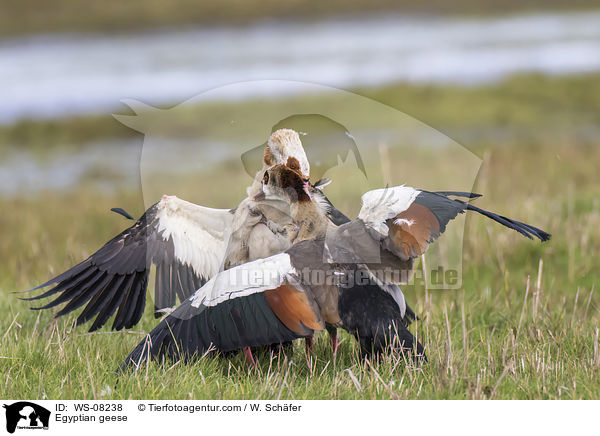 Egyptian geese / WS-08238