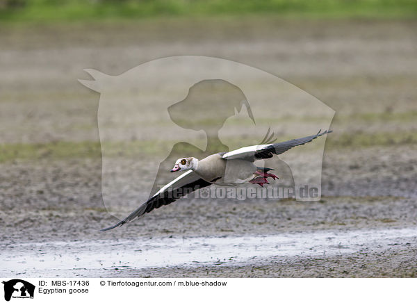 Nilgans / Egyptian goose / MBS-17436