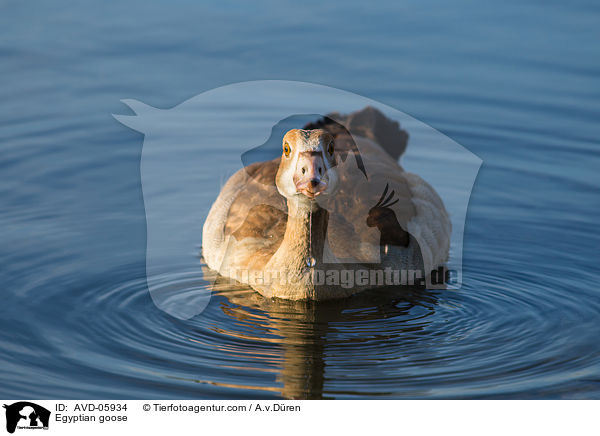 Nilgans / Egyptian goose / AVD-05934