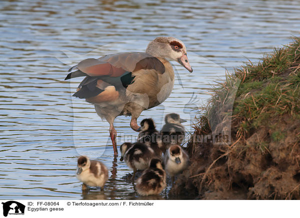 Nilgnse / Egyptian geese / FF-08064