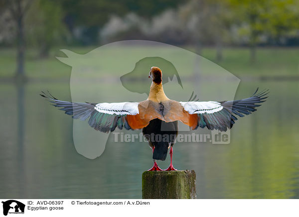 Nilgans / Egyptian goose / AVD-06397