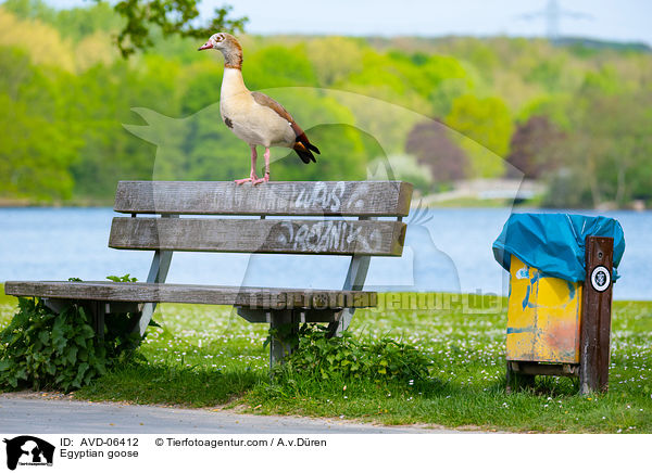 Nilgans / Egyptian goose / AVD-06412