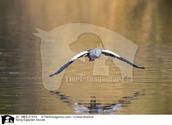 fliegende Nilgans / flying Egyptian Goose / MBS-21579