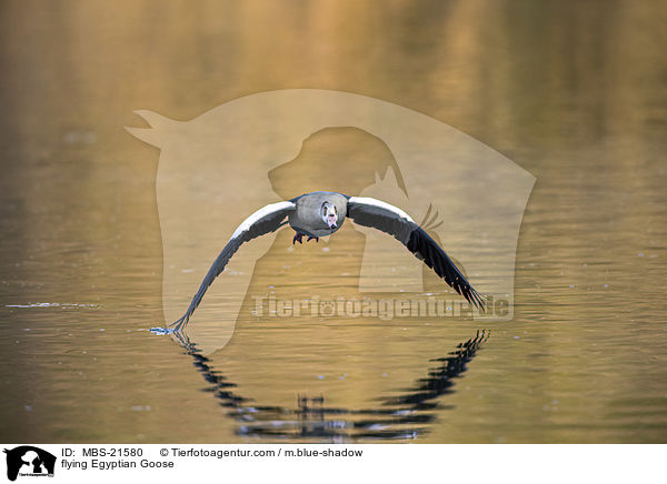 fliegende Nilgans / flying Egyptian Goose / MBS-21580
