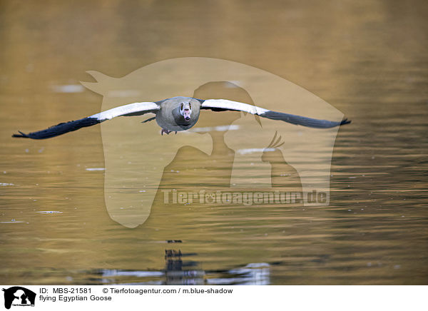 fliegende Nilgans / flying Egyptian Goose / MBS-21581