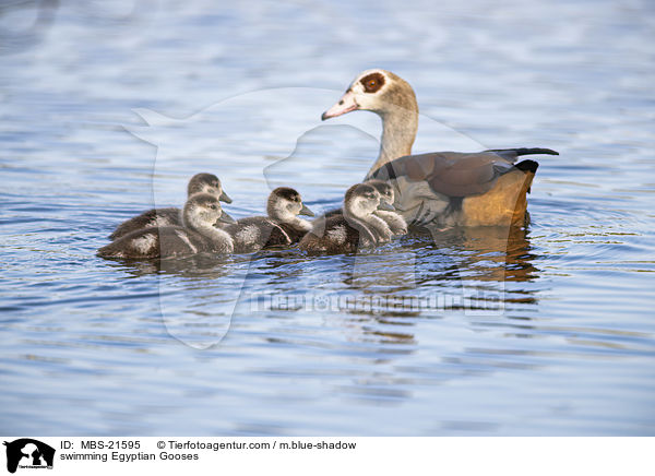 schwimmende Nilgnse / swimming Egyptian Gooses / MBS-21595