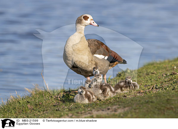 Nilgnse / Egyptian Gooses / MBS-21599