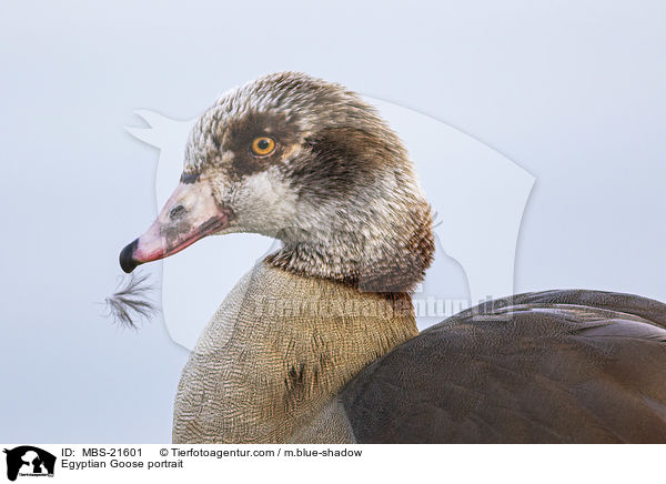 Nilgans Portrait / Egyptian Goose portrait / MBS-21601
