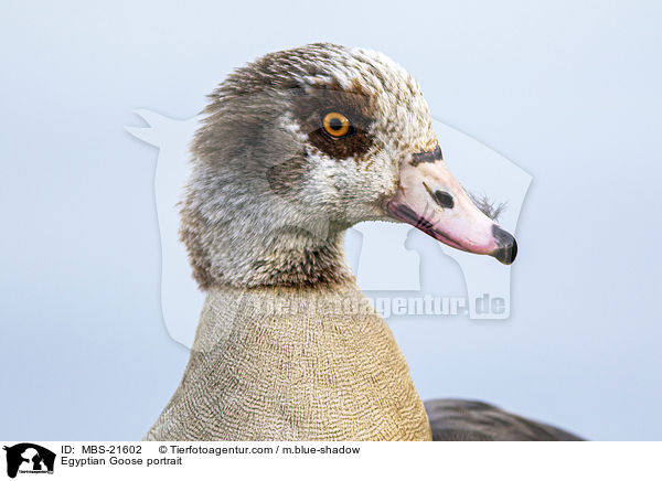 Nilgans Portrait / Egyptian Goose portrait / MBS-21602