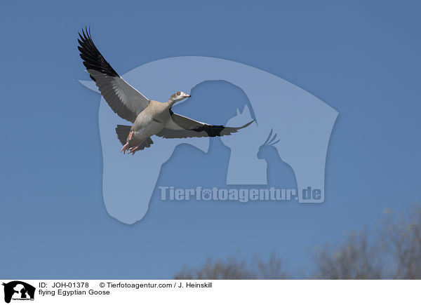 fliegende Nilgans / flying Egyptian Goose / JOH-01378
