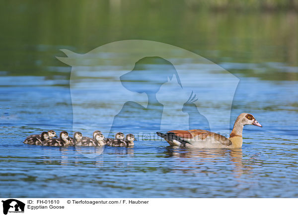 Nilgnse / Egyptian Goose / FH-01610