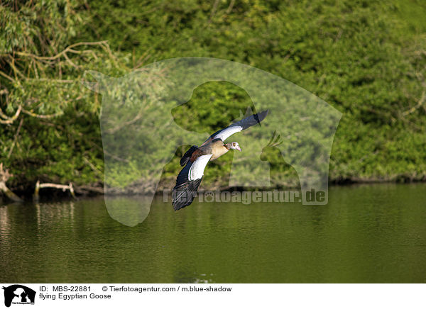 fliegende Nilgans / flying Egyptian Goose / MBS-22881