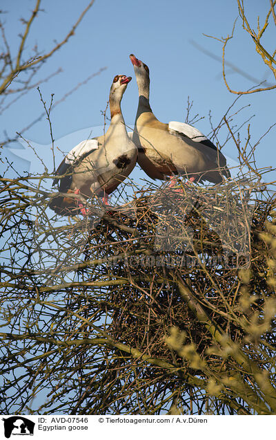Nilgans / Egyptian goose / AVD-07546