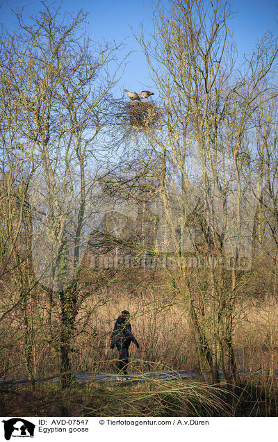 Nilgans / Egyptian goose / AVD-07547