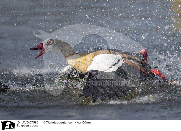 Nilgans / Egyptian goose / AVD-07586